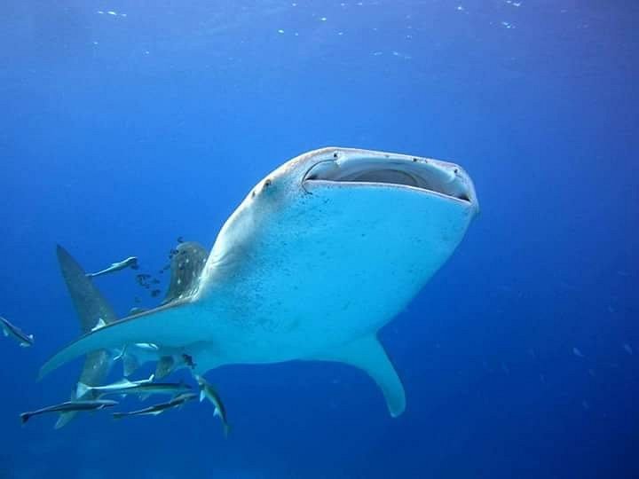 pic
